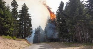 Agjencia e Menaxhimit Emergjent bën të ditur se numri i zjarreve është në rënie dhe situata është e menaxhueshme